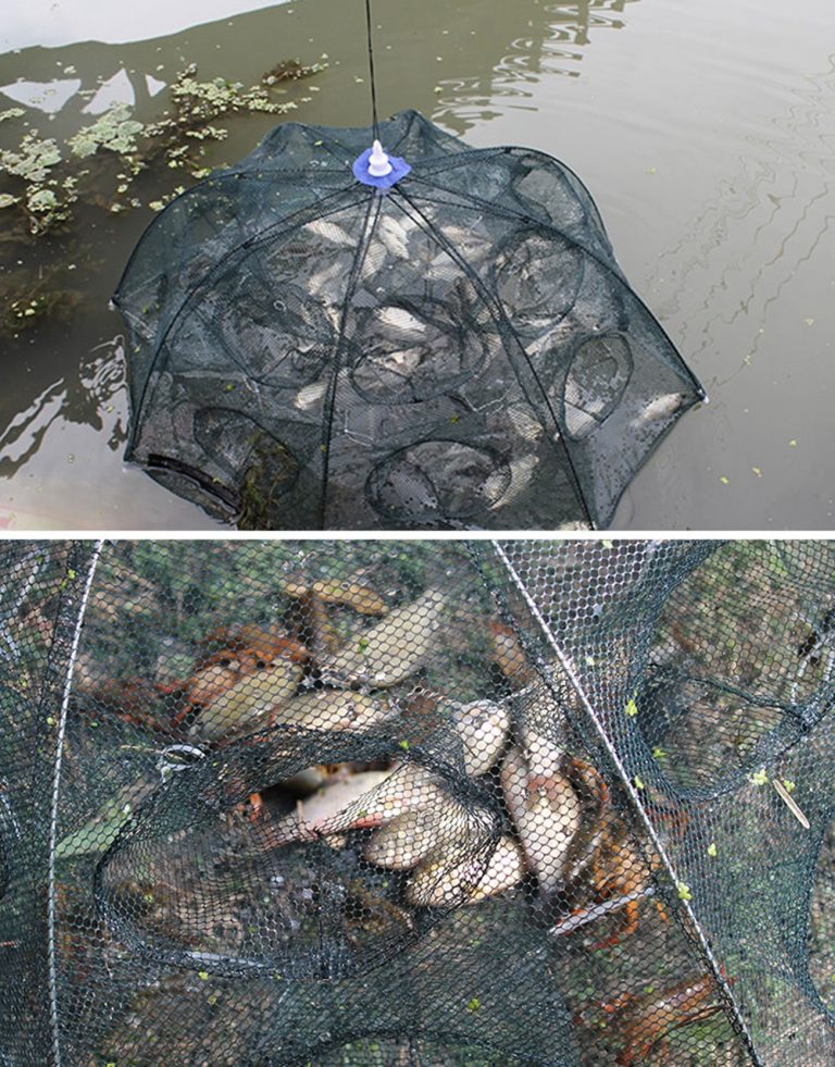 ikan 11