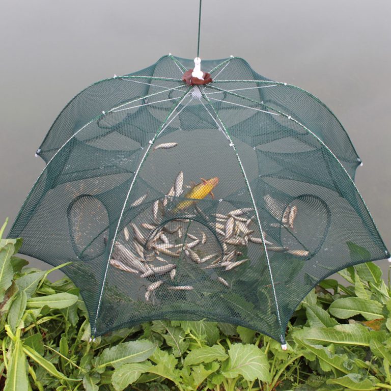 ikan 6