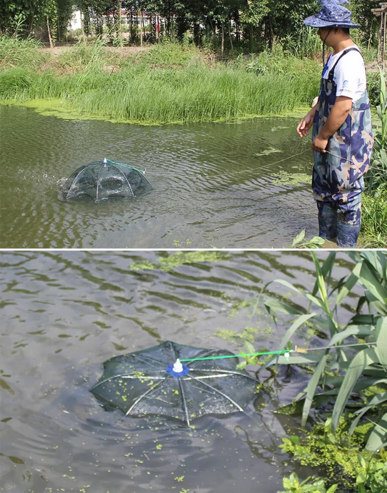 ikan 9
