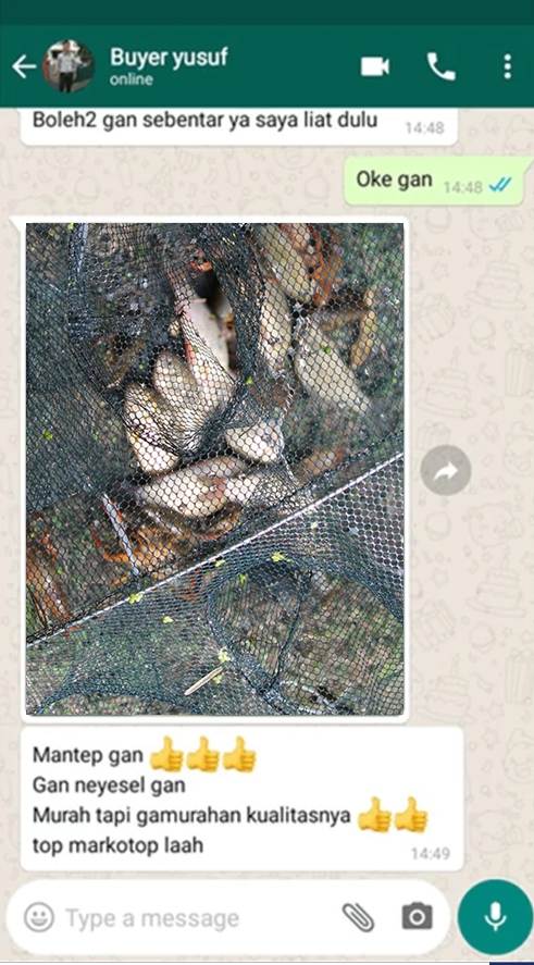 testi ikan 1